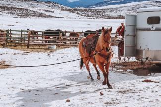 Horse Lover 2